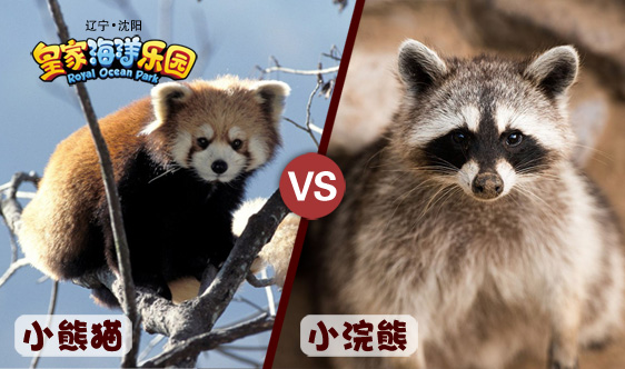 萌熊撞脸·小浣熊和小熊猫傻傻分不清!