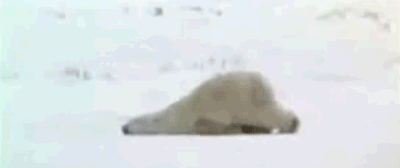 快起来~你是只熊好不好!